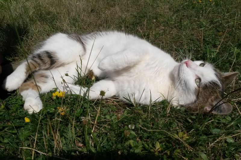 Katzen Tutorium