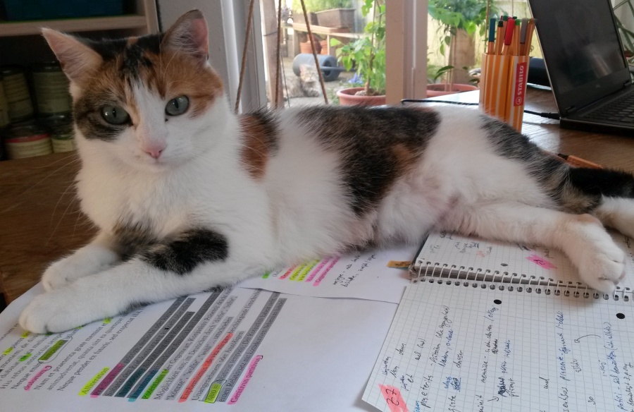 Katze lernen Semester Student