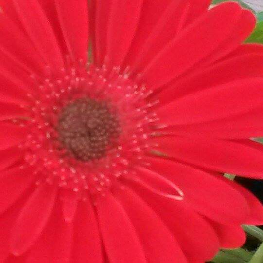 rote Blume